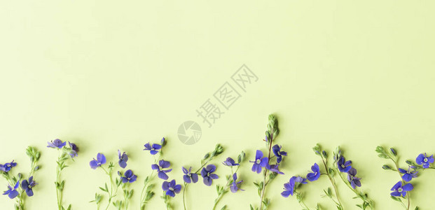 横幅底部的花卉组合由浅绿色背景上的小野蓝色花朵制成的图案平躺图片