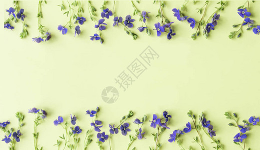 花对称排列由浅绿色背景上的小野蓝色花朵制成的图案平躺顶视图图片