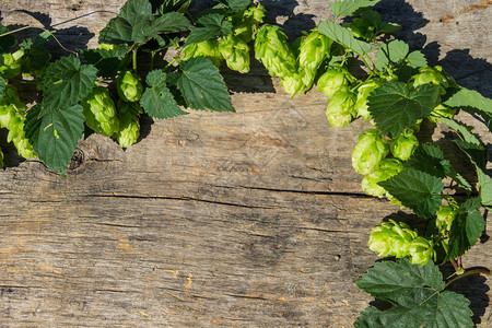 生化木制背景的Hop锥体啤酒生产的成分带有复制空图片