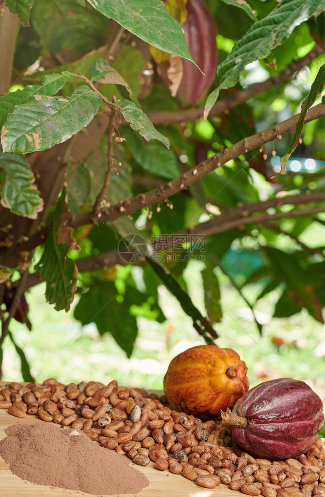 Cacao种植区主题美国中部农场图片