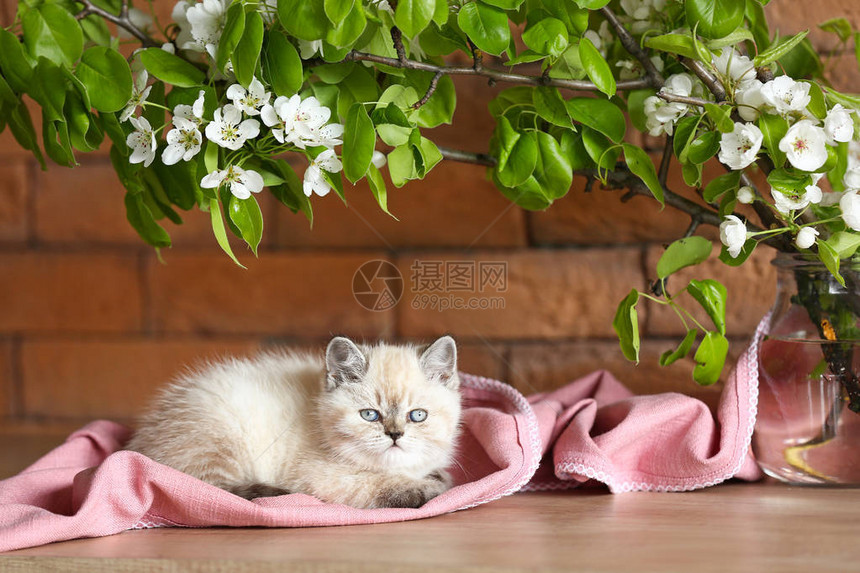 可爱的毛茸的小猫躺在砖墙附近的柔软格子上图片
