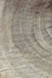 棕色木材原木纹理背景图片