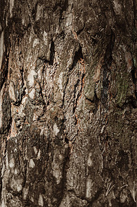抽象纹理树皮在自然阳光下的森林里的树皮烧焦的树图片