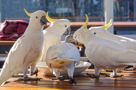 硫化黄鹦鹉享受一顿美味的餐食图片