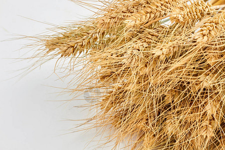 谷类作物农业和耕作概念,包括小麦耳图片