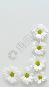 白色孤立背景上的洋甘菊花白色背景上的白色菊花夏天图片