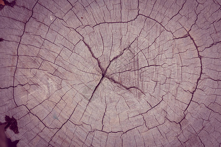 切割树干的旧木材纹理图片