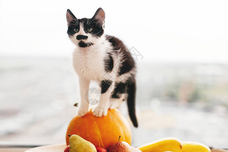 可爱的小猫坐在南瓜和西葫芦苹果和梨上图片