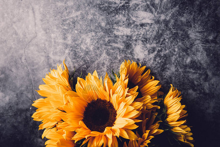 灰色背景的黄向日葵布花秋季概念顶视背景图片