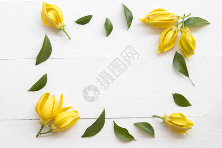 本底白木上方的浅状黄色花朵安排ylanylang图片