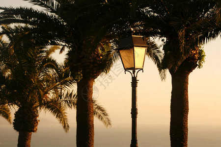 北非突尼斯北部突尼斯市附近西迪布赛义德老城的棕榈树图片