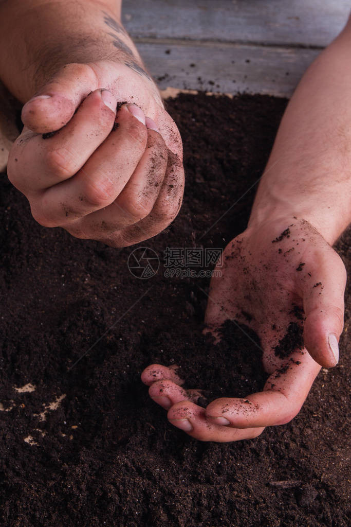 肮脏的男手与肥沃的土壤合作近距离生图片