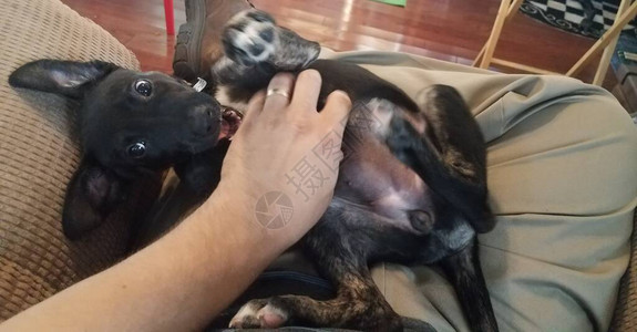 一只黑狗咬在大腿上图片