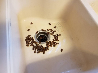 排水管附近白色厨房水槽中的棕色昆虫幼图片