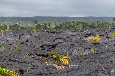 年基拉韦厄火山喷发附近硬化的黑色熔岩场图片