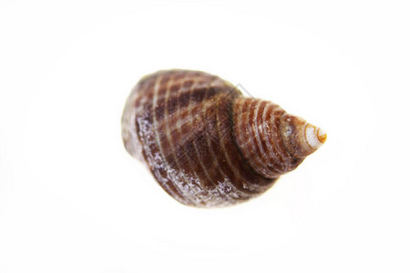 白色背景上的蜗牛小贝壳背景图片