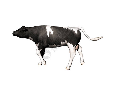 牛作为肉类供货的牛在草地上图片