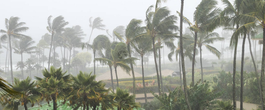 飓风临近热带岛屿海岸线时棕榈树在风雨图片
