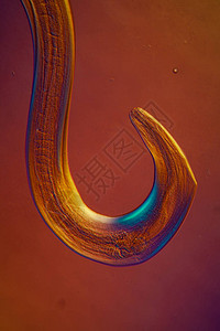 微生物底部的氧化寄图片