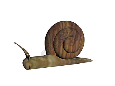 带壳的蜗牛图片