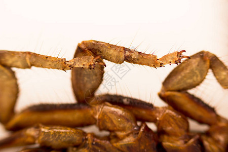 蝎子是亚拉赫尼达类中节肢动物的分离物底观图片
