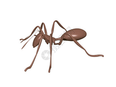 有复合眼睛的棕色蚂蚁在图片