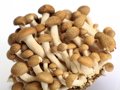 褐蜂蘑菇白清木或棕蛤壳蘑菇Hypsizygustesellatt图片