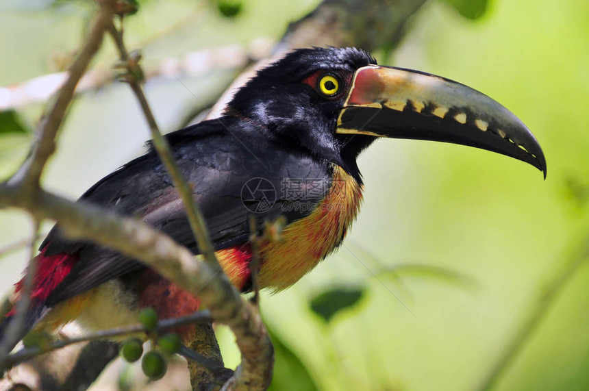 危地马拉近路鸟AracariPteroglossustorqua图片