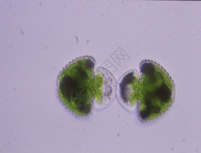 在显微镜下将装饰藻类图片