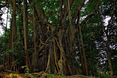 印度东部阿萨姆邦一棵树干粗壮的古树图片