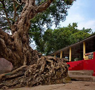 印度东部阿萨姆邦一棵树干粗壮的古树图片