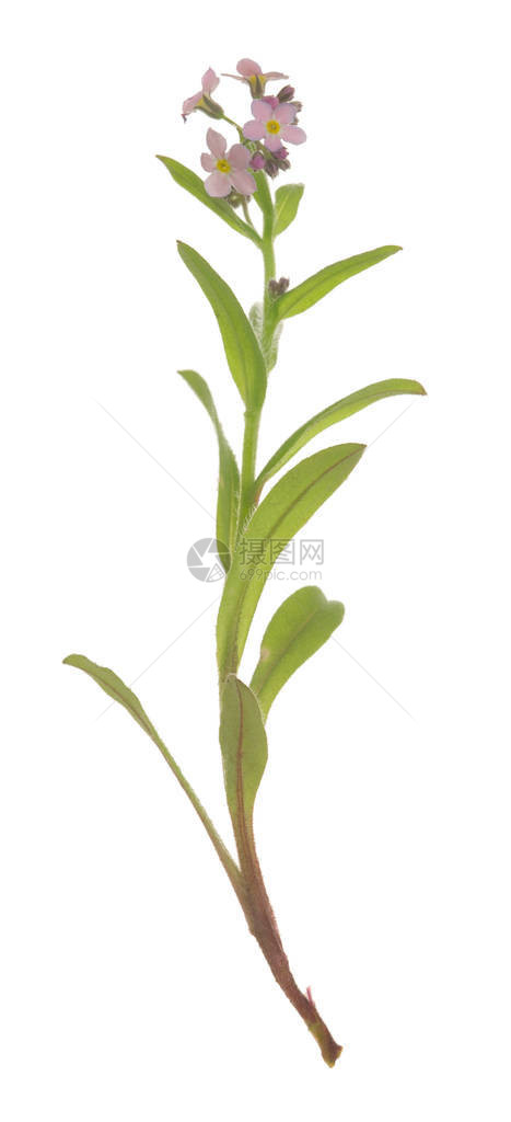 白背景的米索托斯植物被孤图片