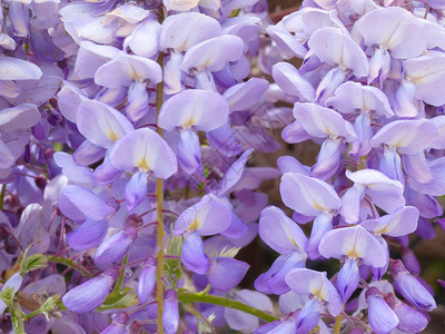 春天开满紫罗兰花的园背景图片