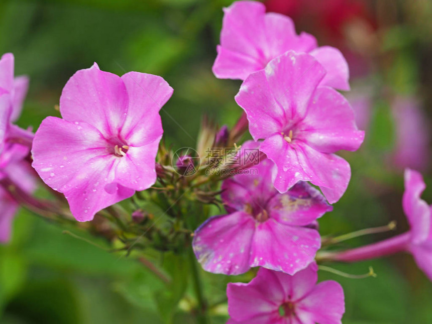 漂亮的粉红色天竺葵花和蕾的特写图片