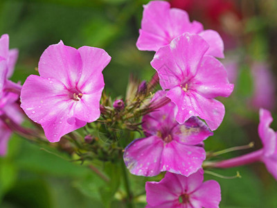 漂亮的粉红色天竺葵花和蕾的特写图片