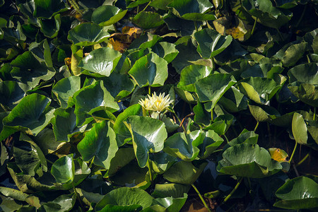 达尔湖是包括浮动花园在内的天然湿地的一部分水上花园以七月和八月开花图片