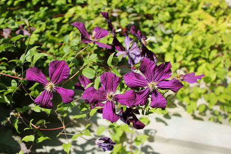 植物铁线莲jakman的紫色花朵图片