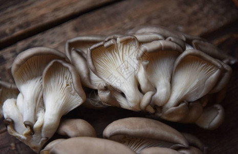 新鲜的牡蛎蘑菇图片
