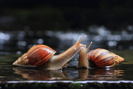 蜗牛在水面上微距摄影背景图片