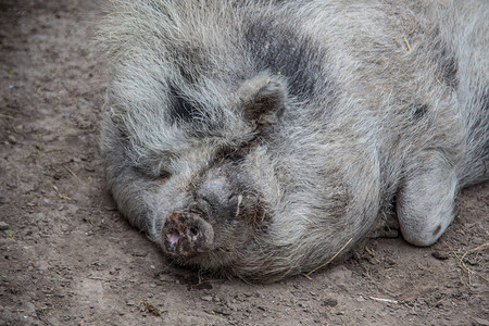 毛茸的大肚猪在泥里打滚图片