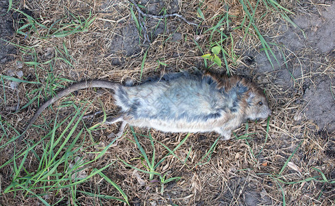 躺在草地上的死麝香鼠荷兰图片