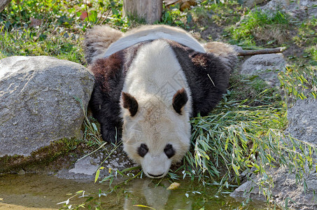 巨型熊猫为饮用图片