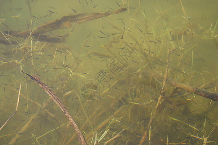 在海藻和河底的背景下水面上有许多小鱼图片