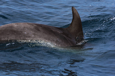 照片来自直布罗陀海峡观鲸游轮观看的鲸鱼拍摄的照片图片