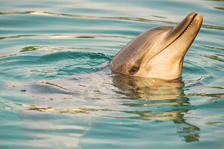 宽吻海豚在水中游泳图片