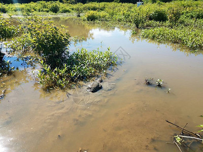 在池塘或湖泊的泥水中捕食鳄龟爬行动物背景图片