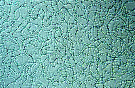 显微镜下的蓝绿藻链背景