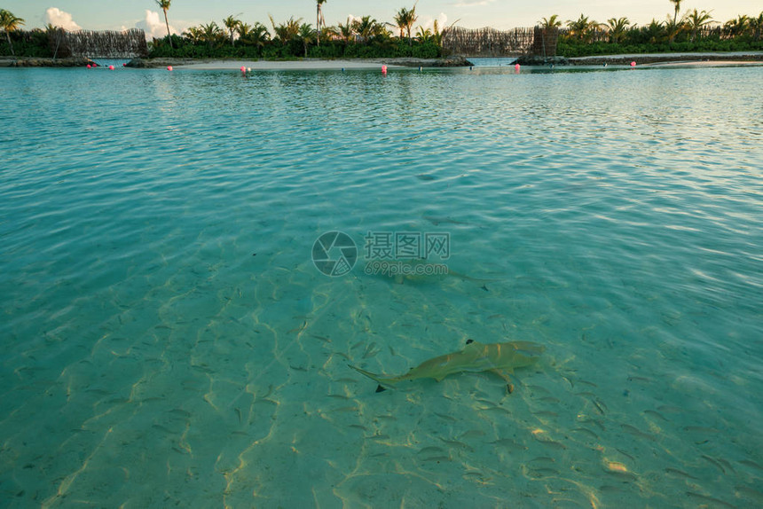 黑鳍礁鲨和其他热带鱼在印度洋马尔代夫水晶般清澈图片