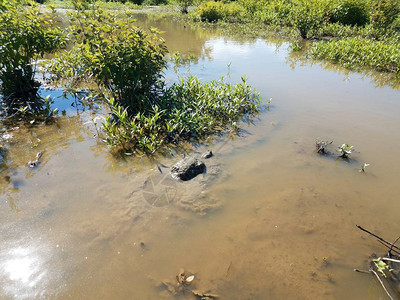 在池塘或湖泊的泥水中捕食鳄龟爬行动物背景图片