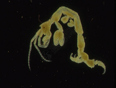 小螃蟹像磷虾般图片